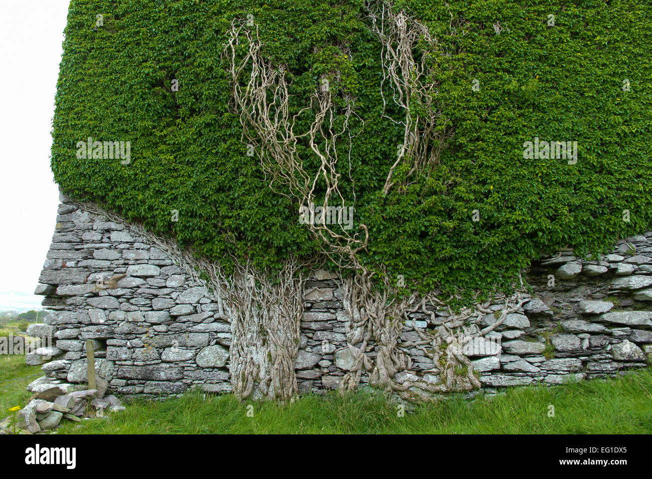 La antigua muralla de piedra cubierto de hiedra en Irlanda Foto de stock