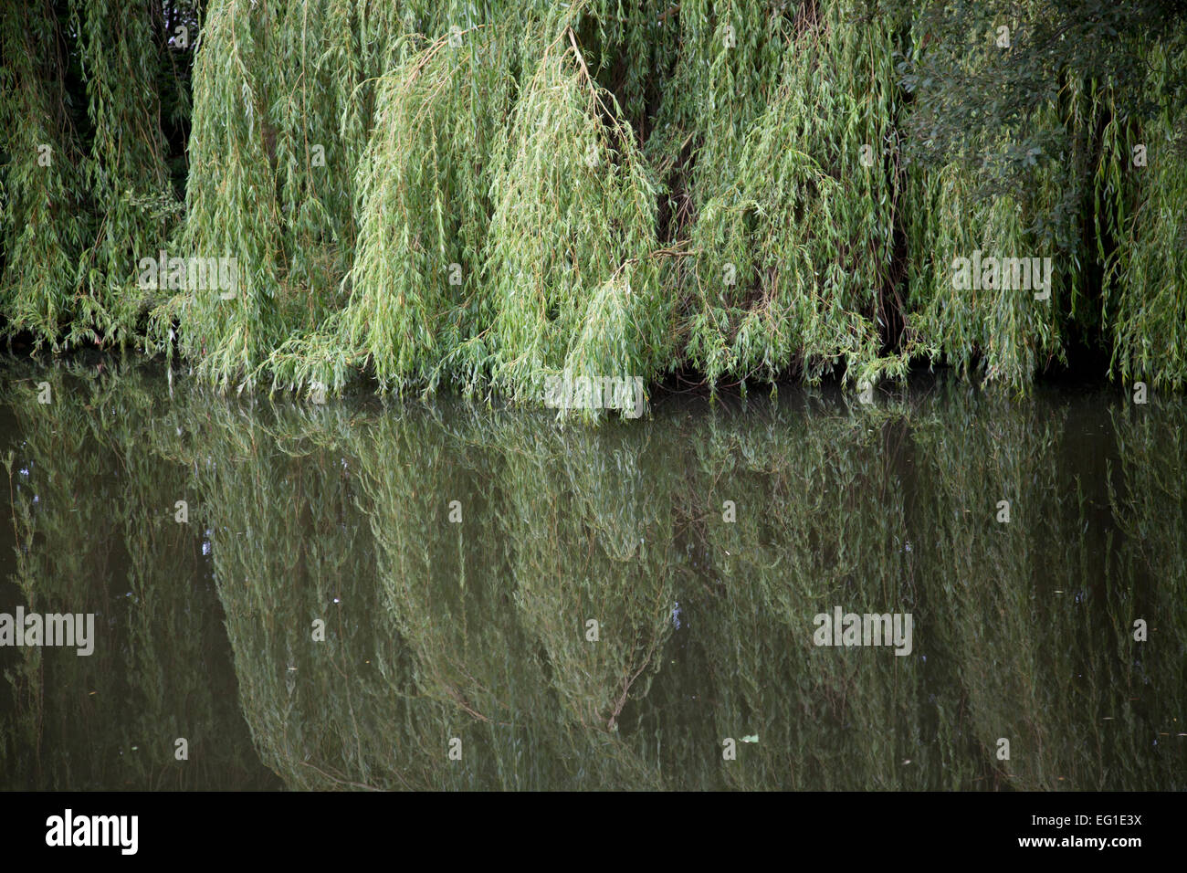 Estanque Con Sauces Llorones Fotos e Imágenes de stock Alamy