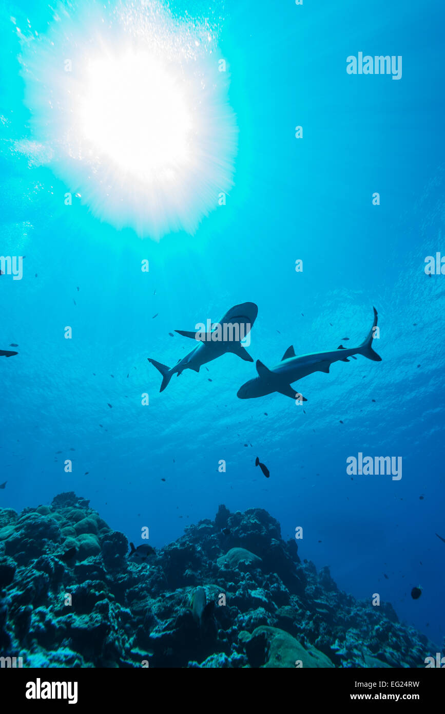 Tiburones de arrecife. En la Isla Yap en los Estados Federados de Micronesia. Foto de stock