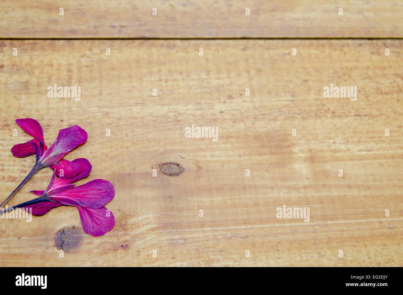 Flor rosa secos en la esquina inferior izquierda de una mesa de madera Foto de stock