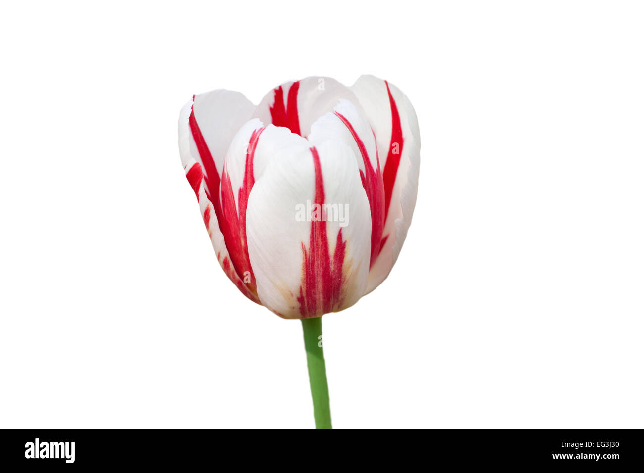 Dos colores rojo-tulipán blanco sobre un fondo blanco Fotografía de stock -  Alamy