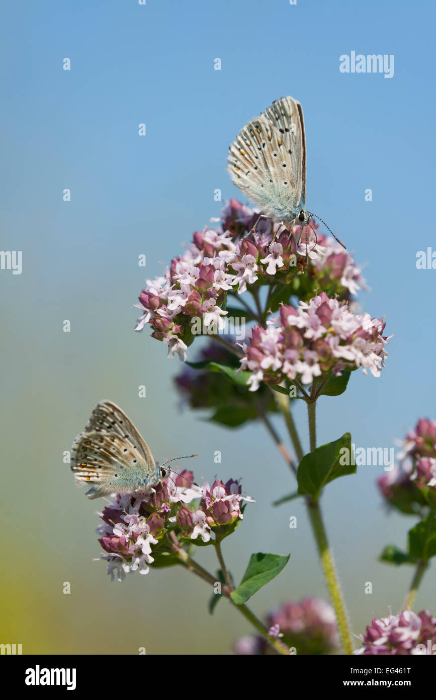 Azul (Polyommatus bellargus Adonis, Lysandra bellargus) chupar néctar de orégano (Origanum vulgare), Turingia, Alemania Foto de stock