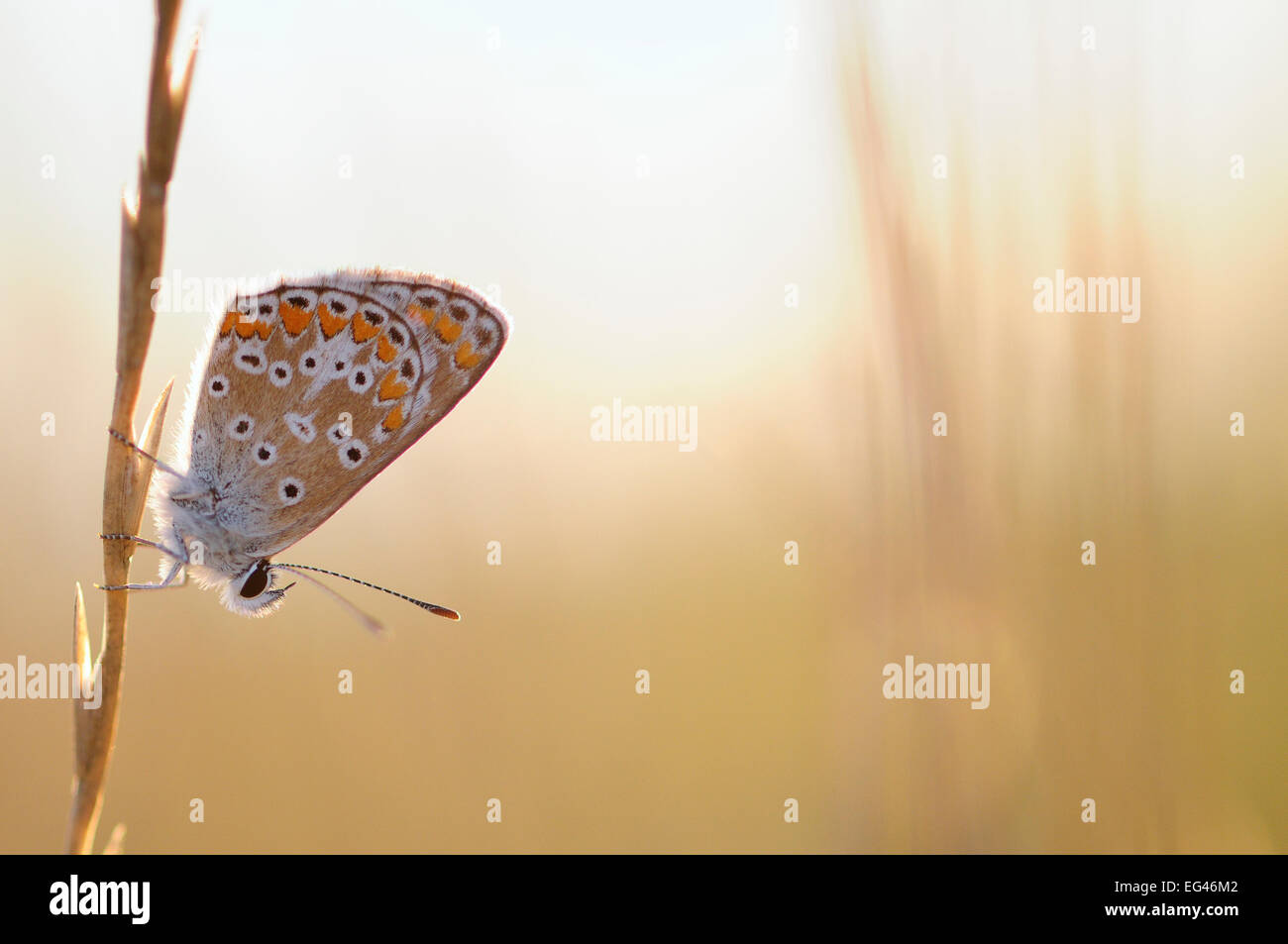 Mariposa Azul común (Polyommatus icarus) Vallee de la Seille (Seille Valle) Lorena Francia Agosto. Foto de stock