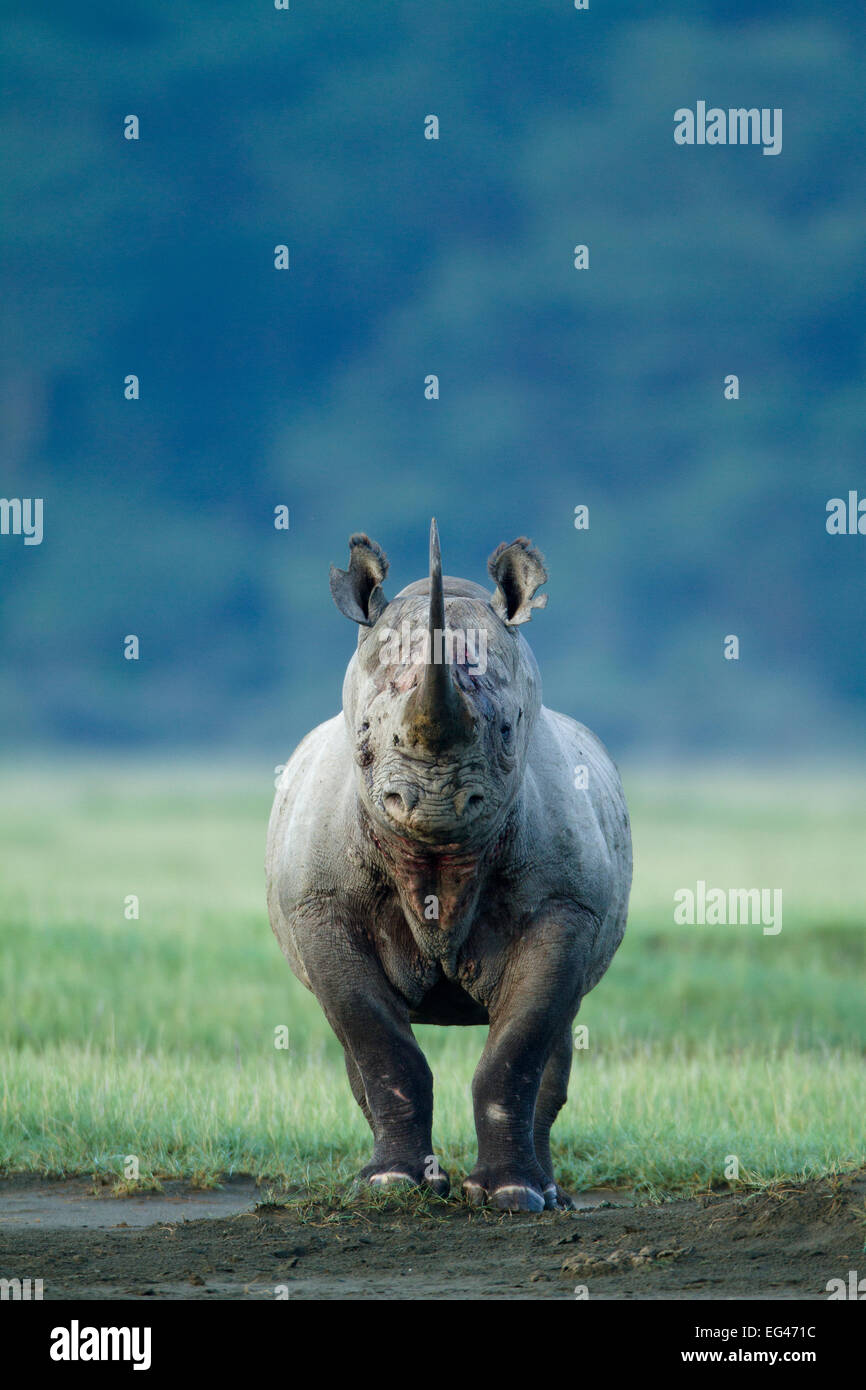 El rinoceronte negro (Diceros bicornis) busca amenazando a Nakuru National Park Kenya Foto de stock