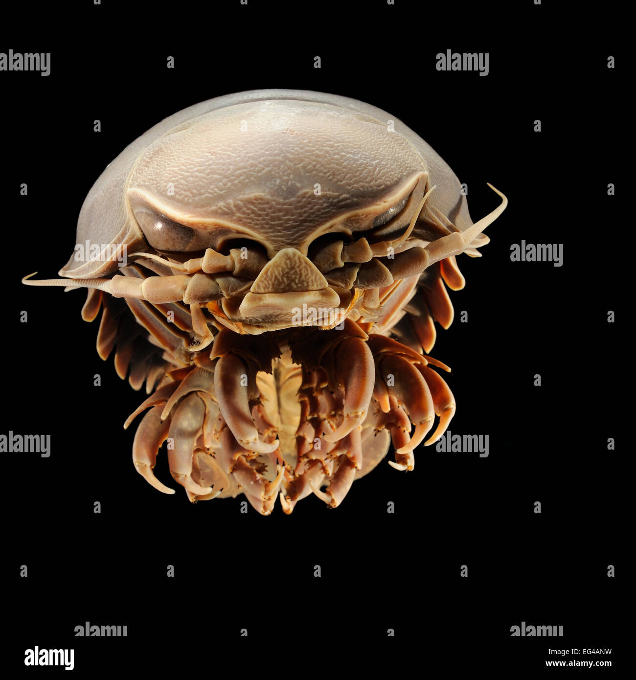 Giant isopod en aguas profundas (Bathynomus giganteus) foto fue tomada en el Museo Zoológico de cooperación universidad Hamburgo Foto de stock