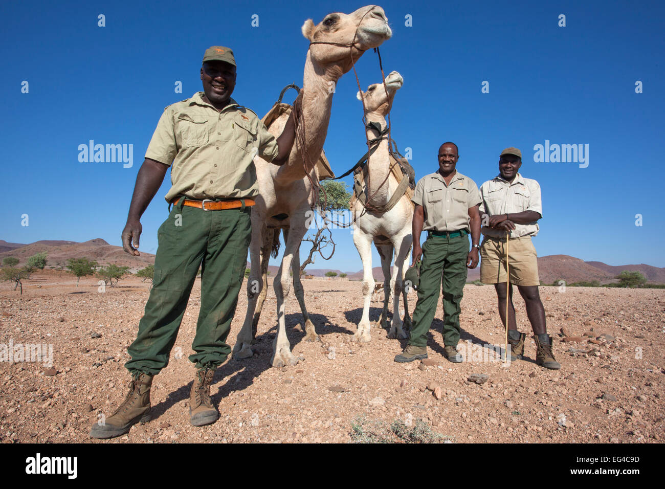 Save the Rhino Trust camel camp equipos de patrulla Hans Ganaseb (izquierda) Dansiekie Ganaseb Simson Uri-Khob (sin sombrero) camellos región Kunene Namibia Mayo de 2013 Foto de stock