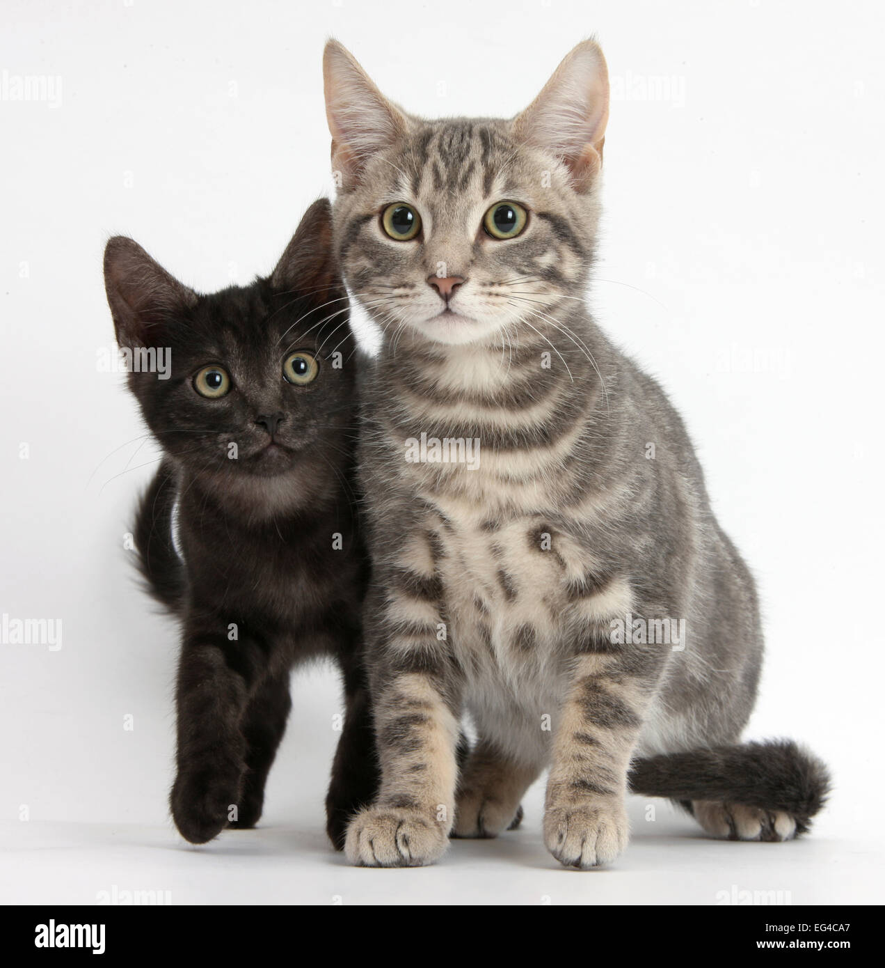 Gato atigrado Max 5 meses gatito negro de humo Fotografía de stock - Alamy