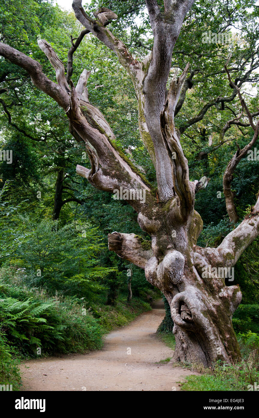 Viejo árbol retorcido en los jardines perdidos de Heligan, Cornwall, Inglaterra Foto de stock