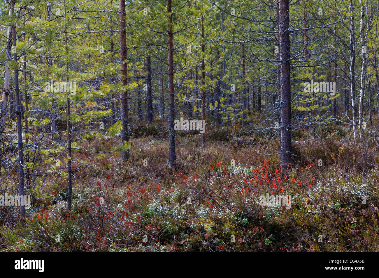 Los bosques boreales, Viiksimo Finlandia Foto de stock
