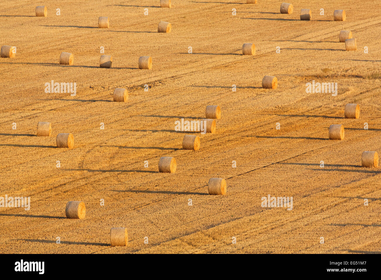 Campo cosechado con fardos de paja redondo Foto de stock