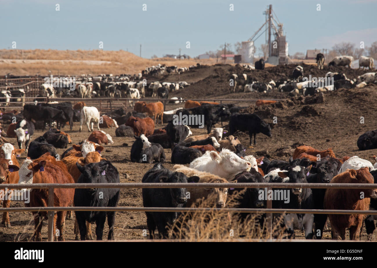 Greeley, Colorado una operación de corrales de engorde de ganado