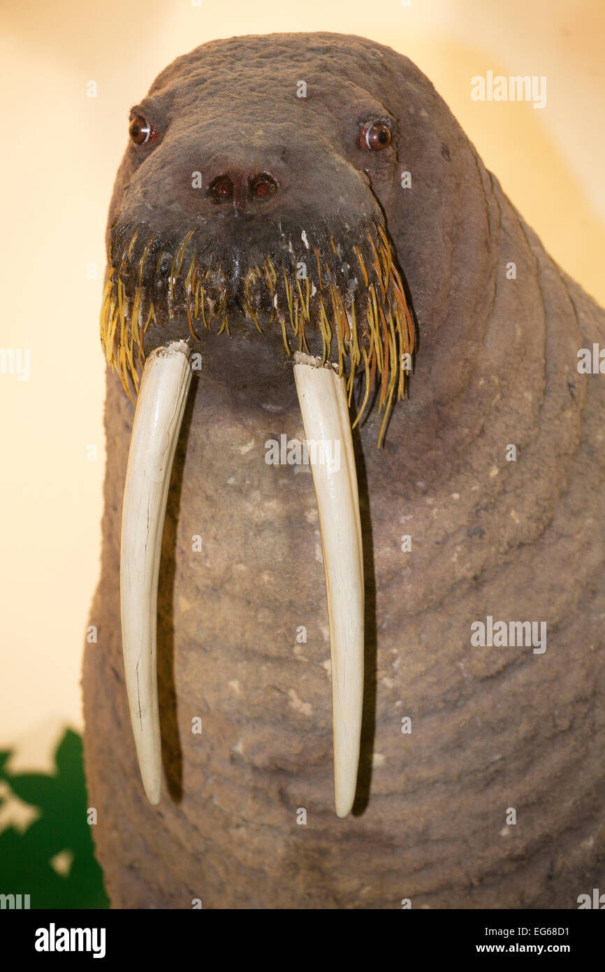Cabeza de morsa de peluche con colmillos de cerca como fondo Fotografía de  stock - Alamy