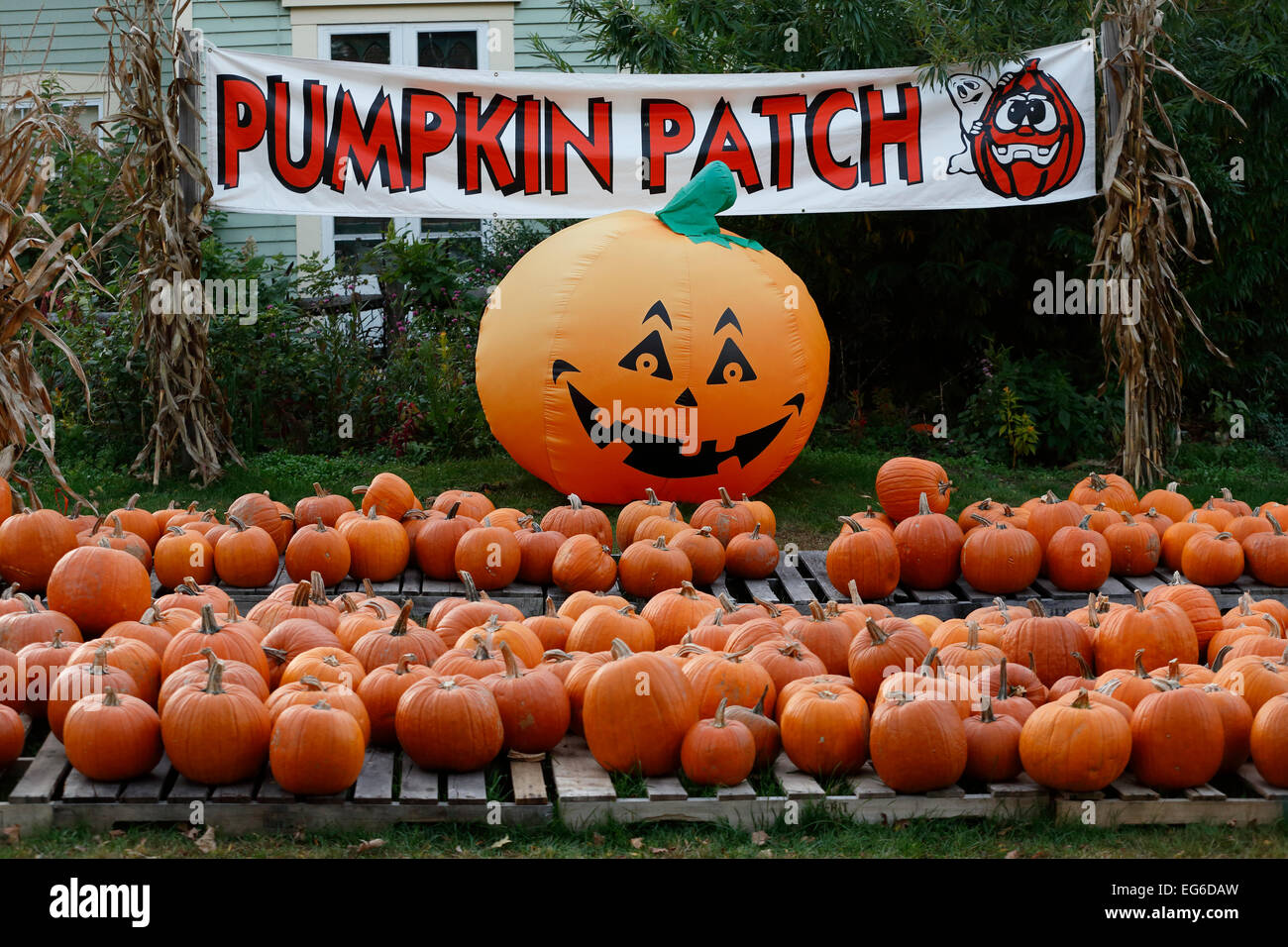 Halloween calabazas Foto de stock