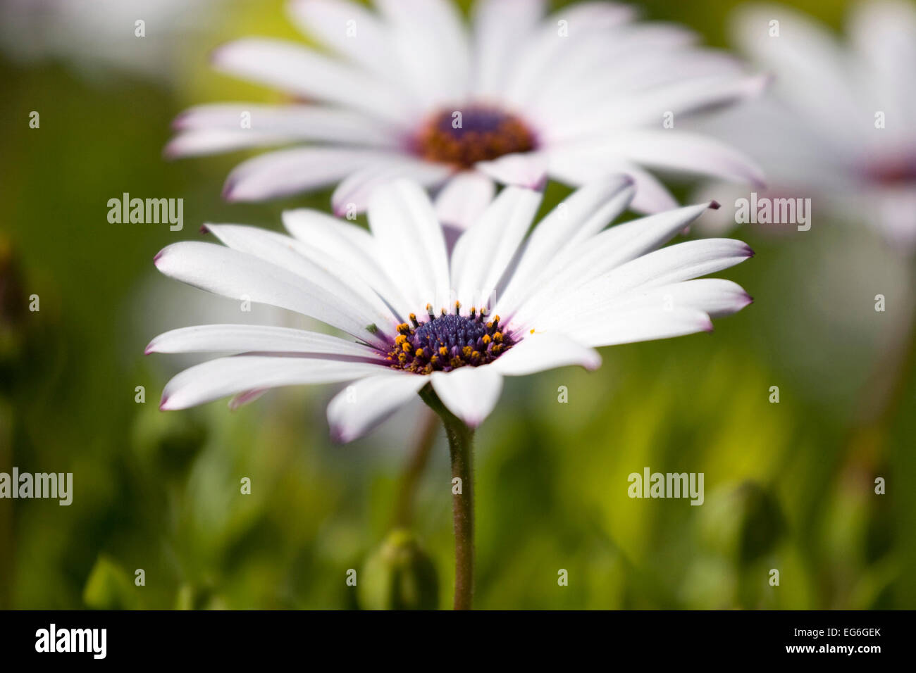 Cerrar la foto de un campo florido, se centran en la primera flor Foto de stock