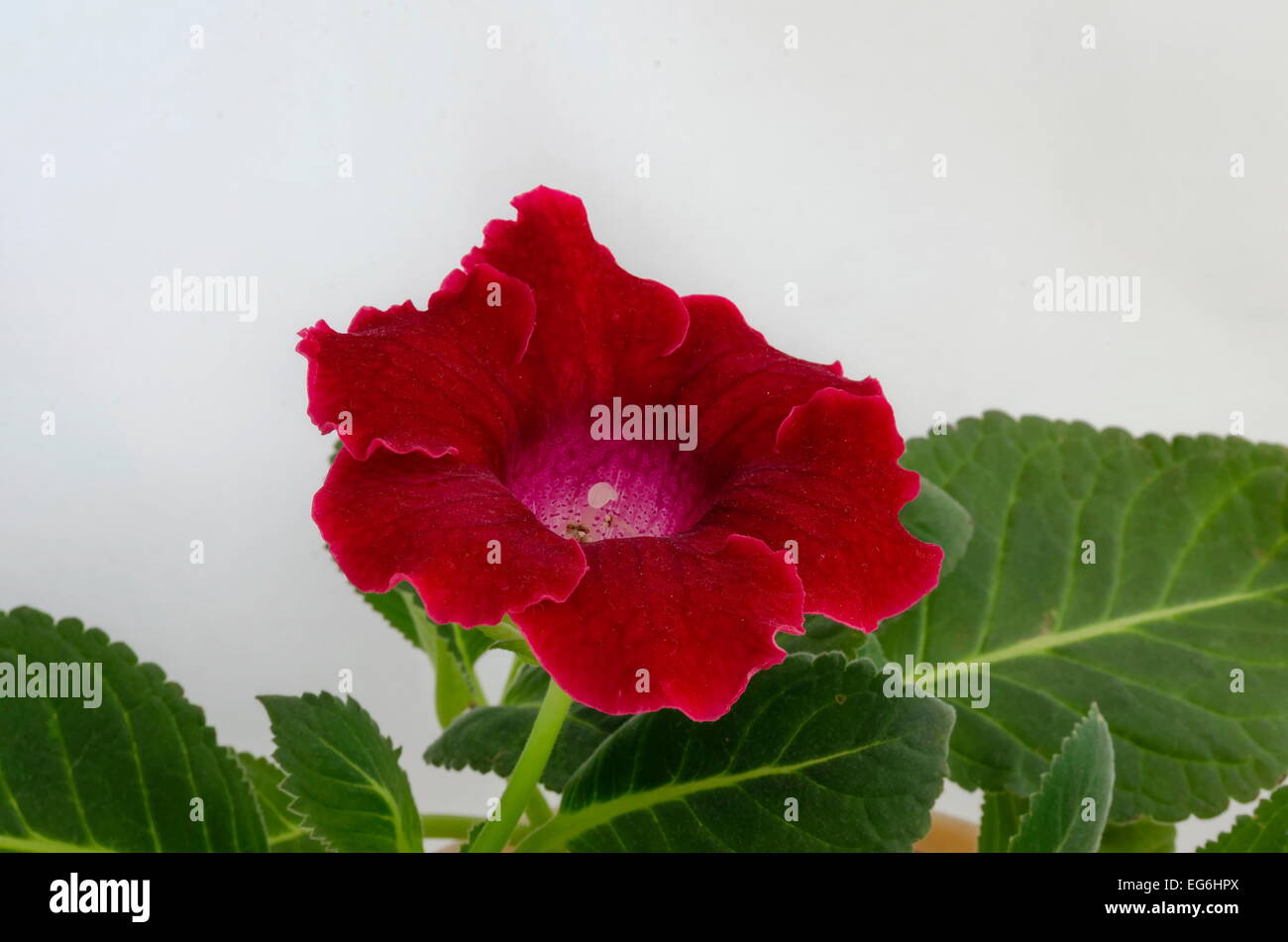 Rojo de gloxinia (Sinningia speciosa) flor cerrar Fotografía de stock -  Alamy