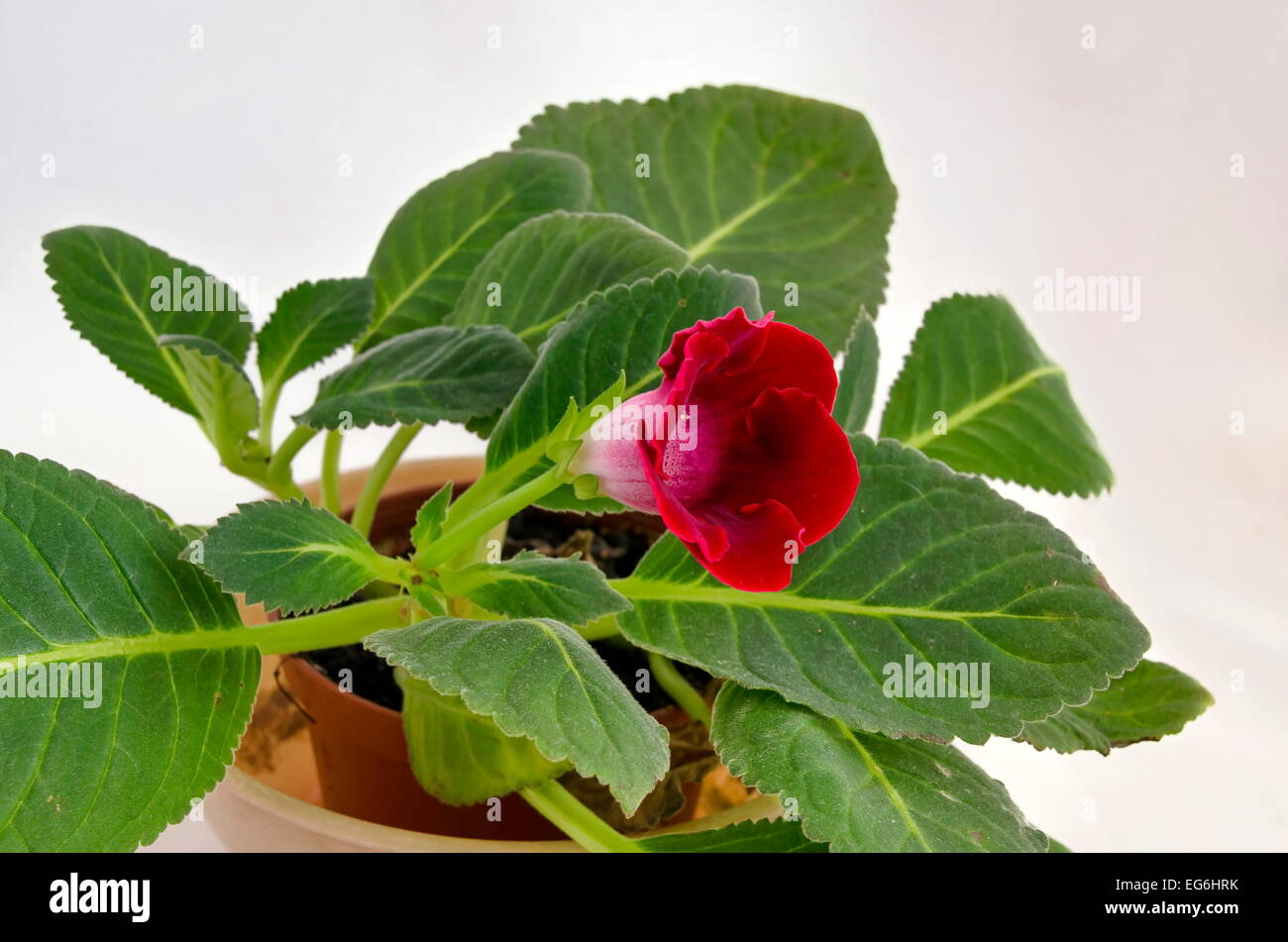 Gloxinia roja fotografías e imágenes de alta resolución - Alamy