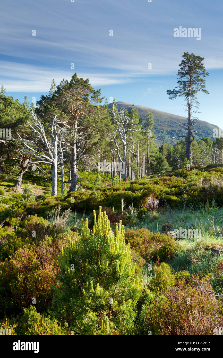 El Glenmore Caledonian bosque en otoño. Foto de stock