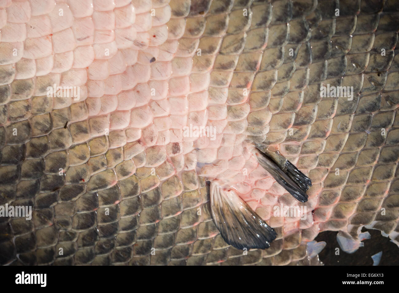 Piel de online pescado pirarucu