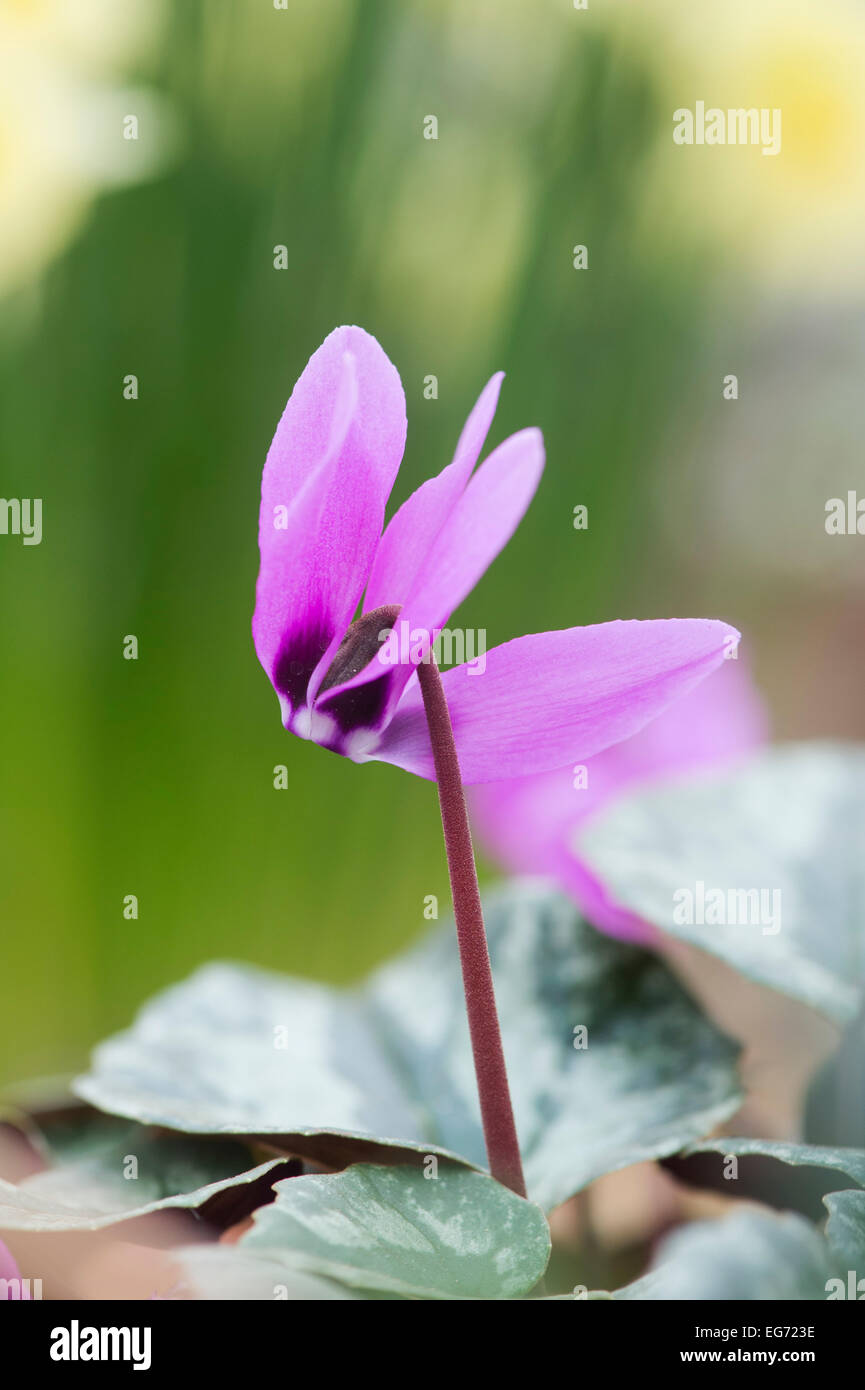Flor violeta persa fotografías e imágenes de alta resolución - Alamy