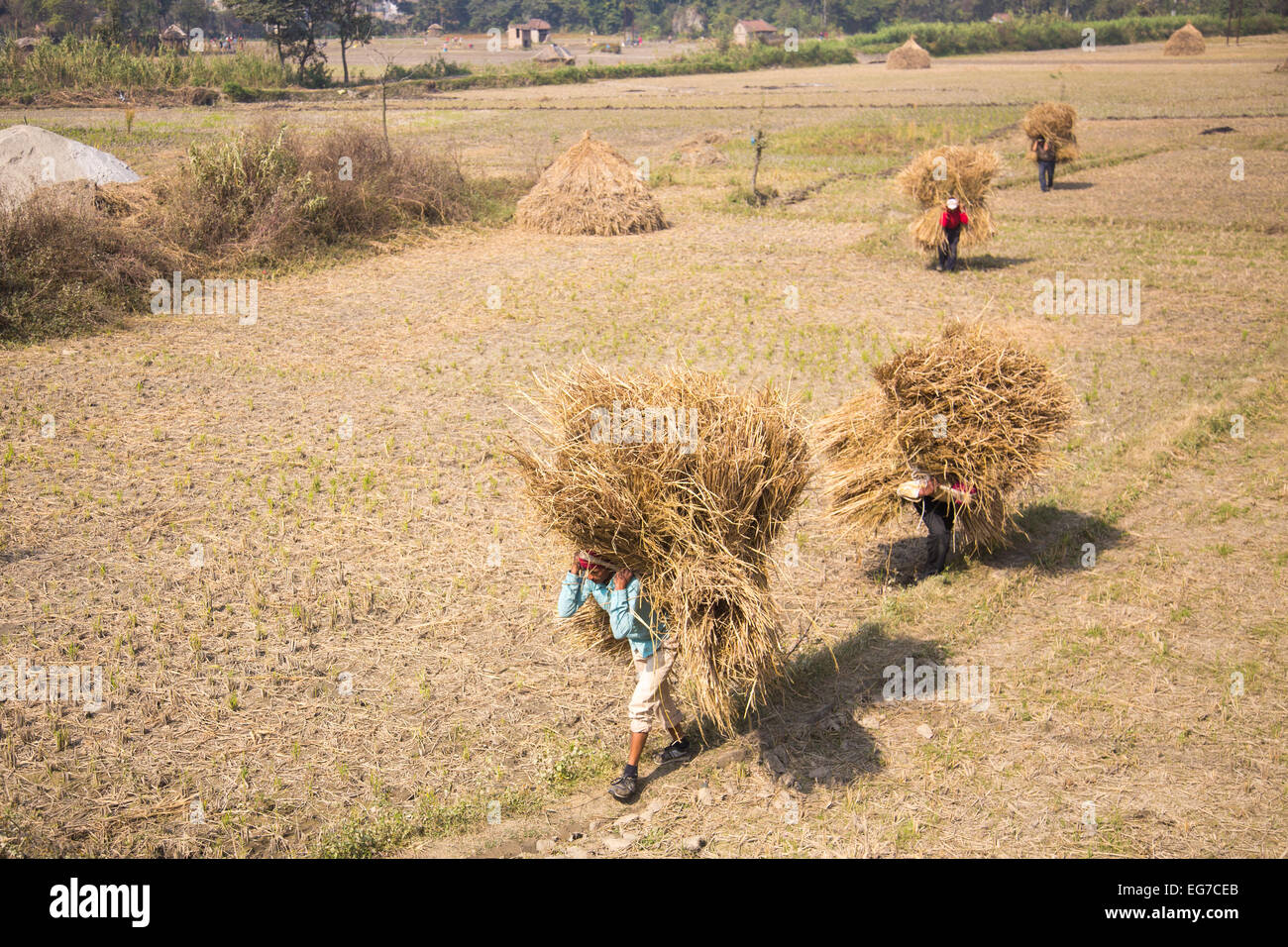 Cosecha de grano cerca de Katmandú Nepal Foto de stock