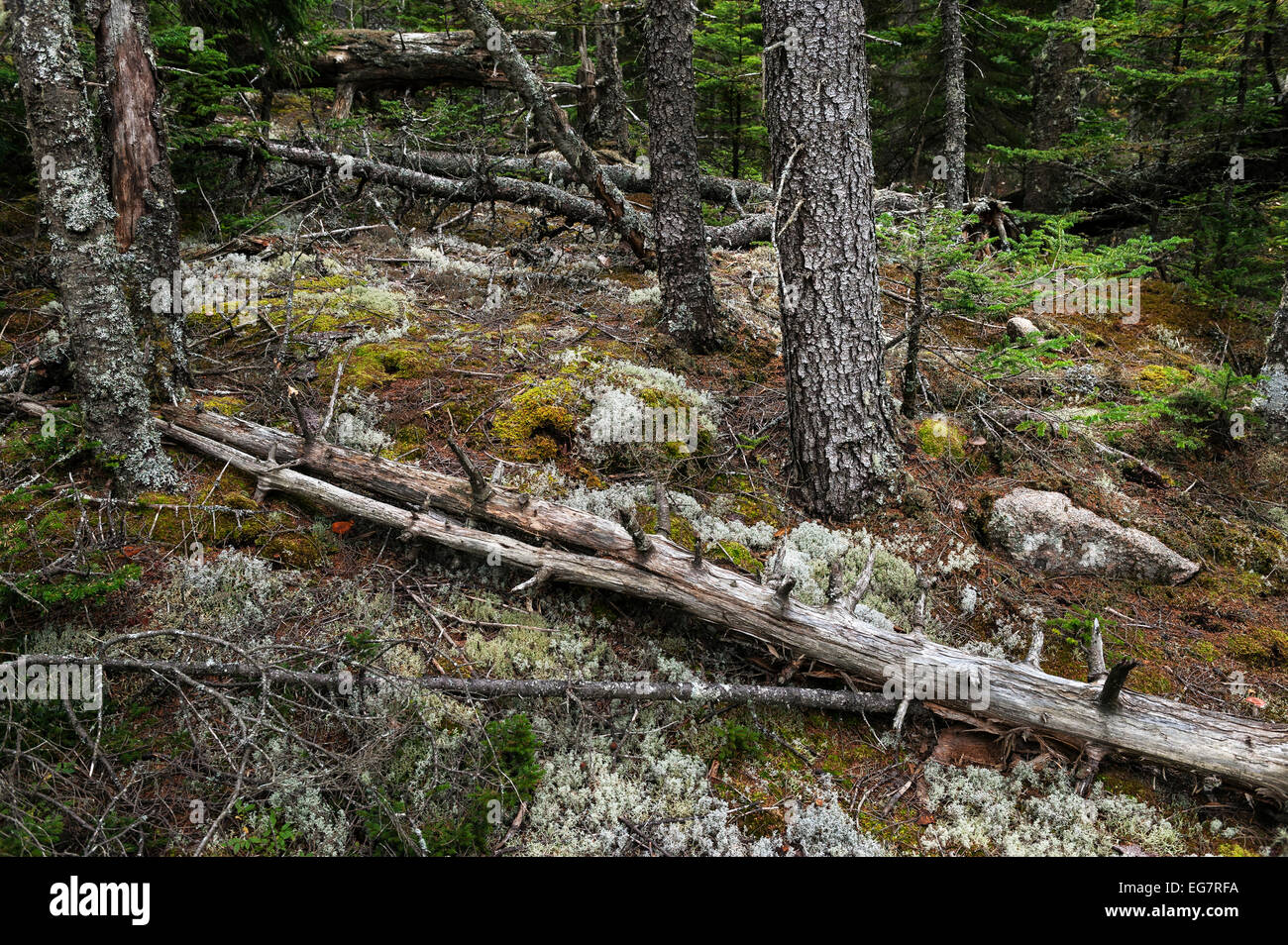Árboles caídos y nuevo crecimiento de un bosque costero, Acadia, Maine, EE.UU. Foto de stock