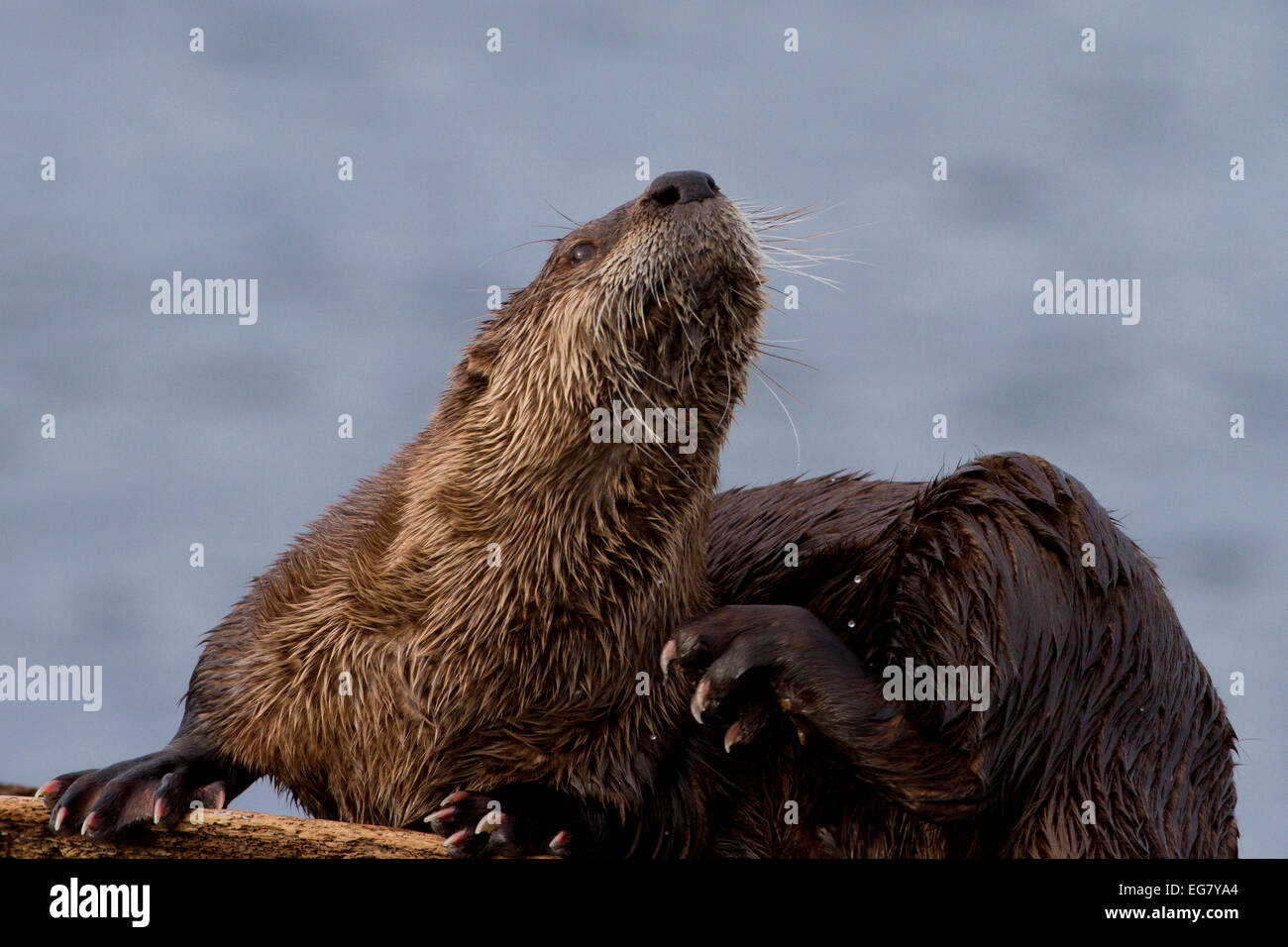Norte de la nutria (Lontra canadensis) acicalarse en la playa después de comer a escupir, Whiffen Sooke, BC, Canadá en enero Foto de stock