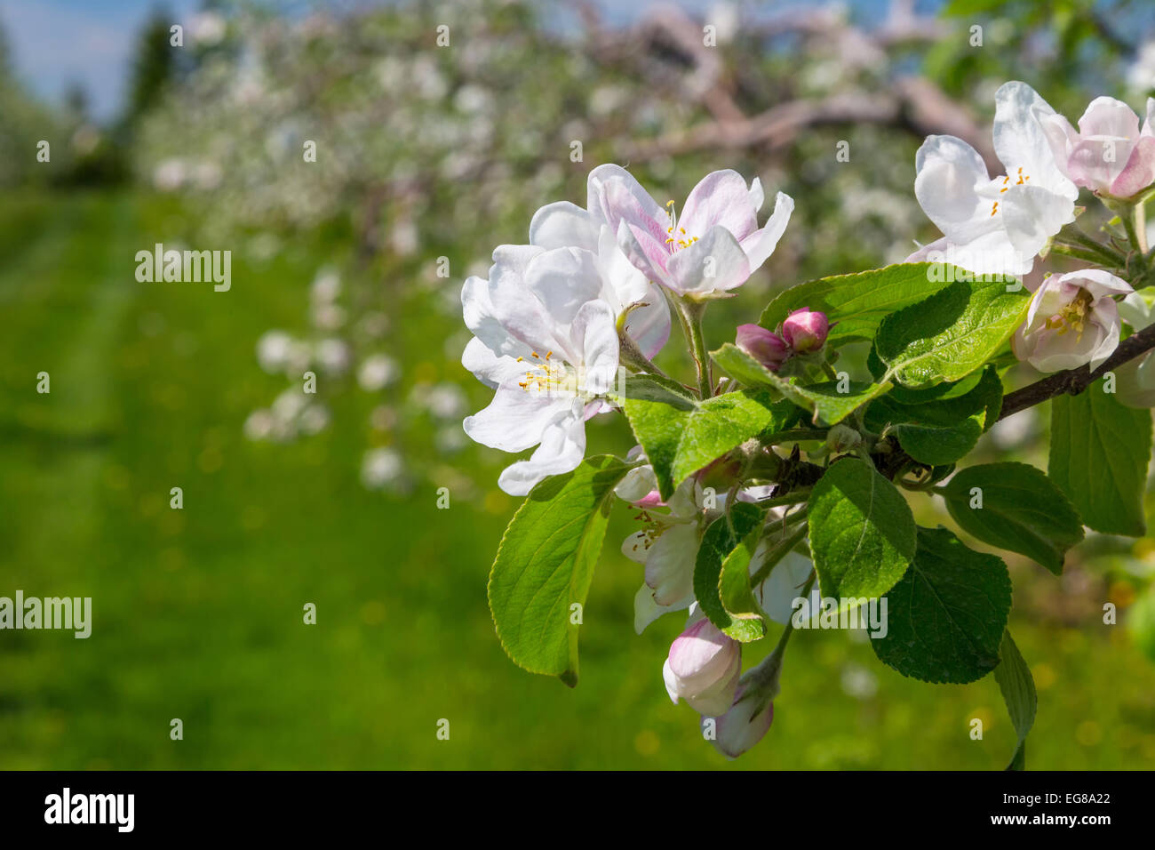 Delicadas flores en un huerto de manzanas. Foto de stock