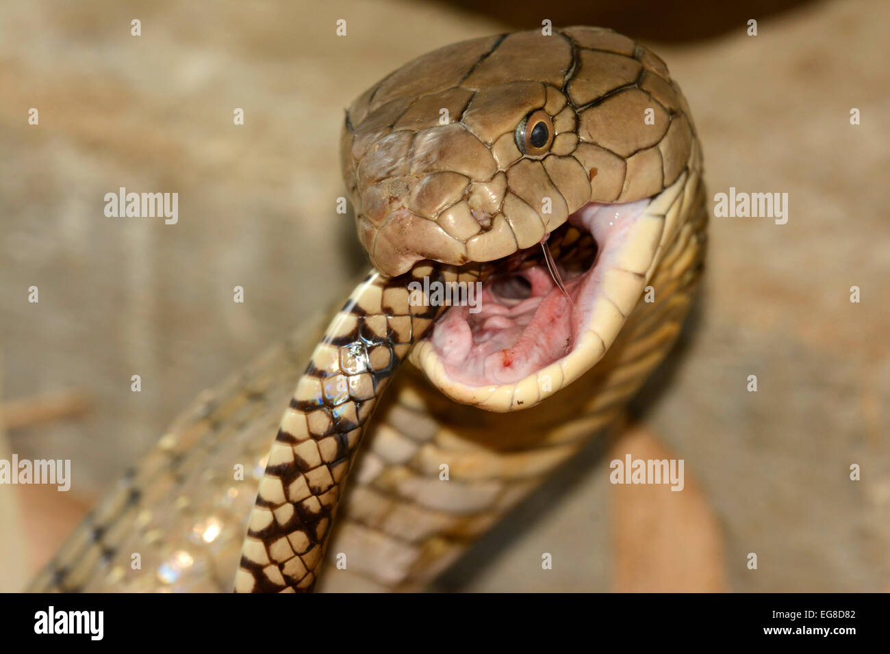 King Cobra (Ophiophagus hannah) la ingestión de una rata serpiente, Bali, Indonesia, Octubre, cautiva Foto de stock