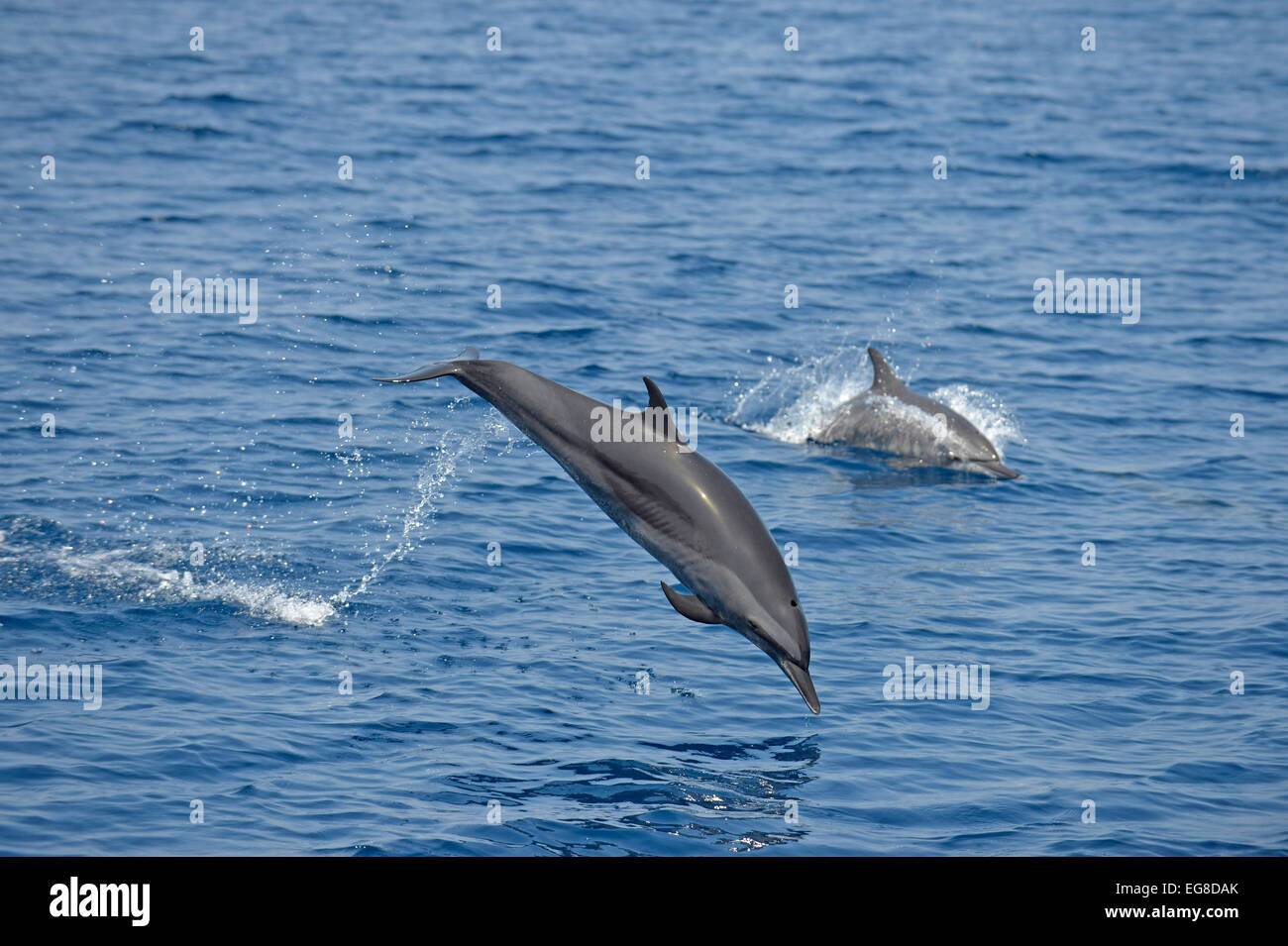 Delfines (Stenalla longirostris) saltando desde el mar, el mar de Bali, Indonesia, octubre Foto de stock