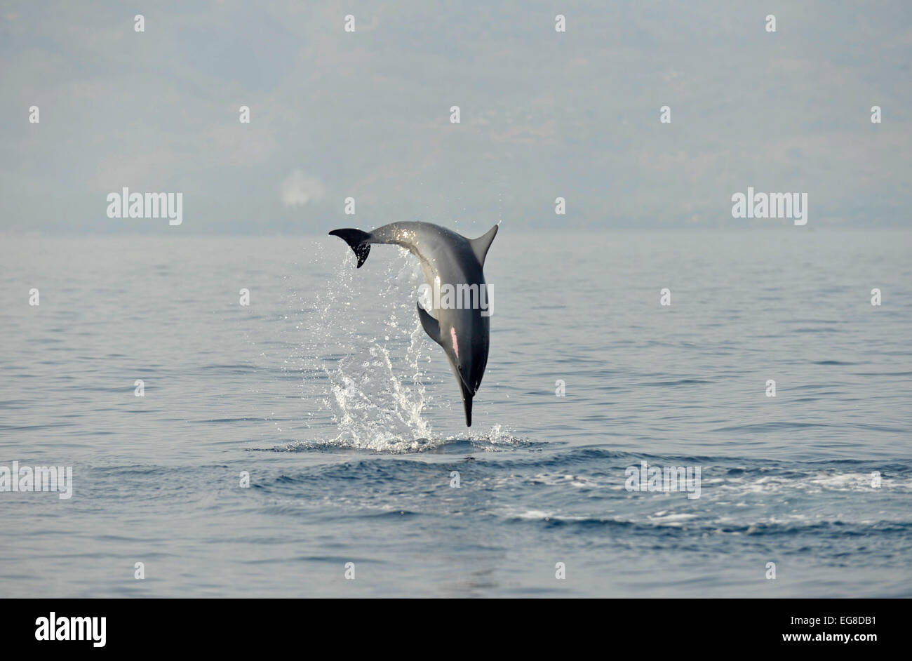 Delfines (Stenella longirostris) saltando desde el mar, Bali, Indonesia, octubre Foto de stock