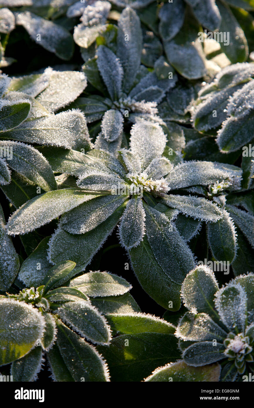 Euphorbia planta en Frost,Jardín,Oxfordshire, Inglaterra Foto de stock