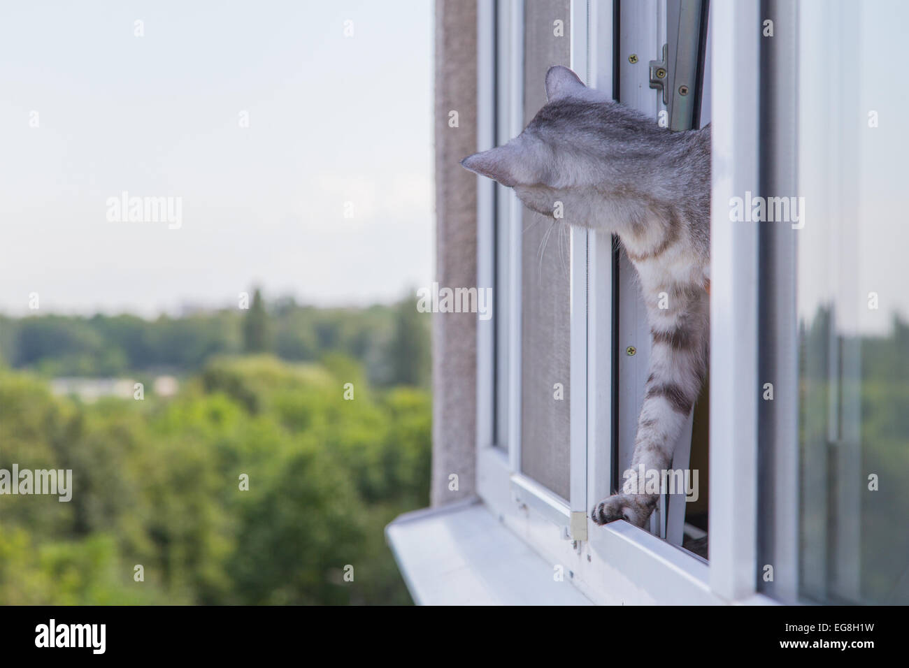 Cat sobresale de la ventana Foto de stock