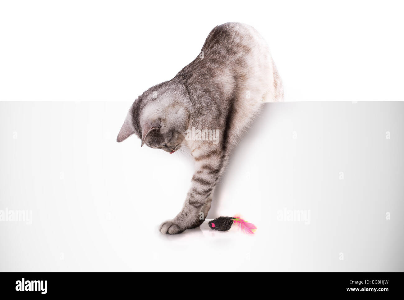 Gato juega con el ratón aislado sobre fondo blanco. Foto de stock