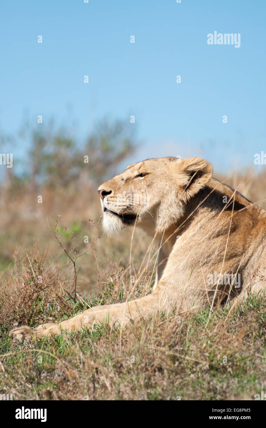 Un león tumbado en la hierba de una colina baja en el interior del cráter del Ngorongoro, y relajarse en el sol por la mañana temprano. Foto de stock