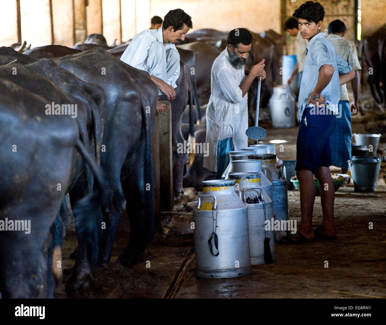 Aarey Milk Colony es un conglomerado privado de buffalo explotaciones  lecheras situadas en Goregaon, un suburbio de Mumbai. Cubre un área de  aproximadamente 35.000 hectáreas y fue donada al estado de Maharashtra