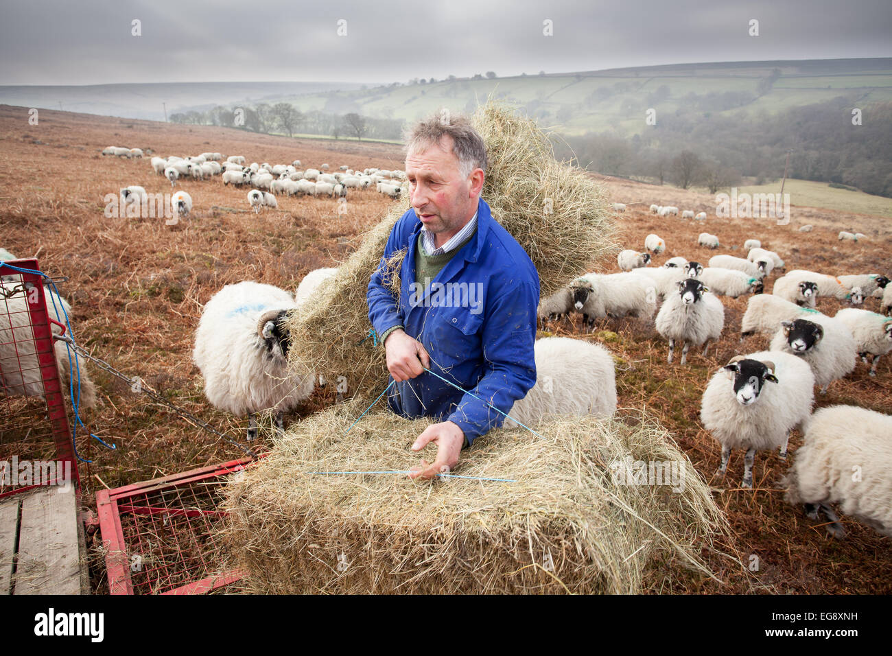Alimentación agricultor Swaledale ovejas con heno complementario Goathland North Yorkshire Moors Foto de stock