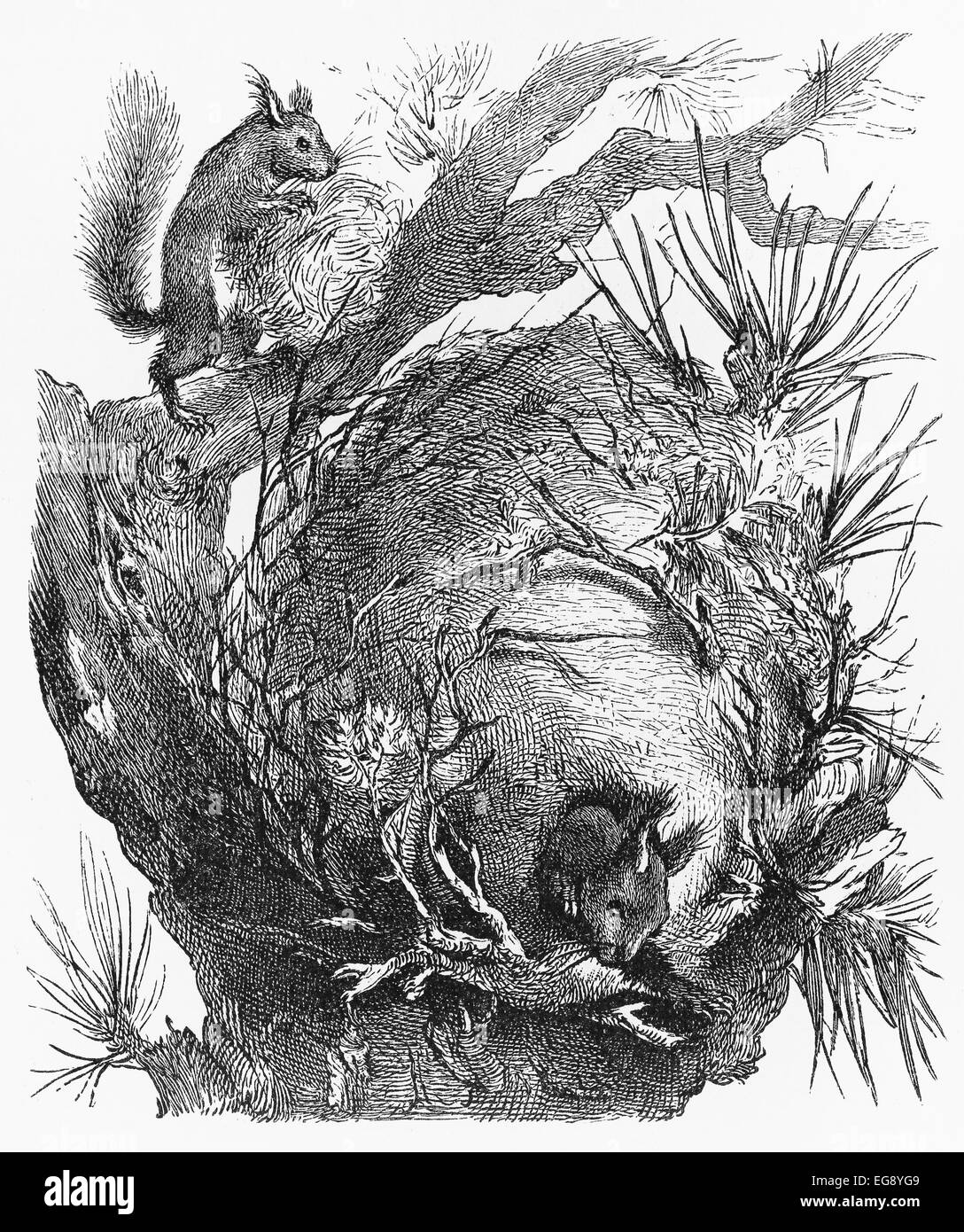 Vintage del siglo XIX Antiguo dibujo que representa un nido de Fotografía de stock - Alamy