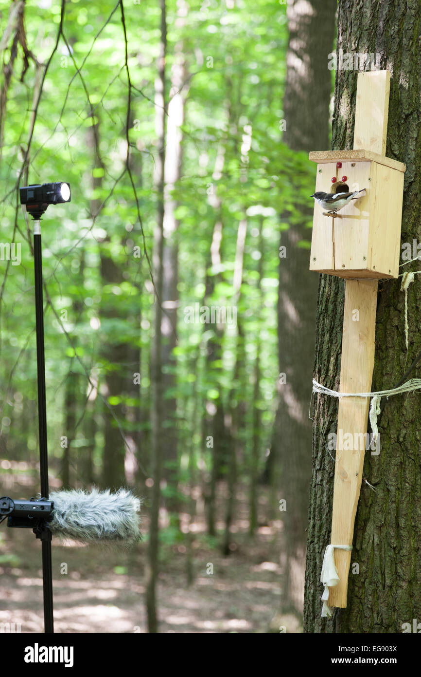 Proceso de foto y cámaras de vídeo en nidos de pied Papamoscas. Papamoscas cerrojillo (Ficedula hypoleuca, Muscicapa hypoleuca). Bird Ho Foto de stock