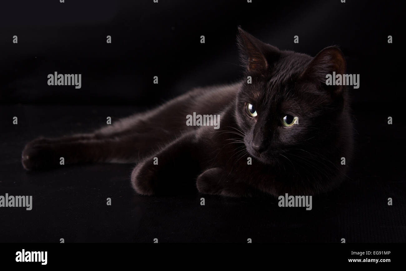 Gato negro apoyado contra el fondo oscuro, desapareciendo en las sombras Foto de stock