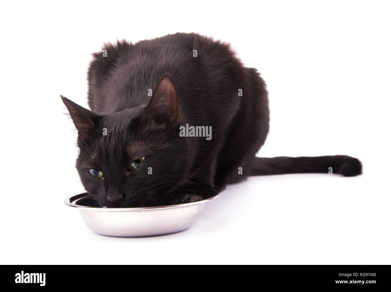 Gato negro cuidadosamente lamer su recipiente limpio después de una comida sabrosa, sobre blanco Foto de stock