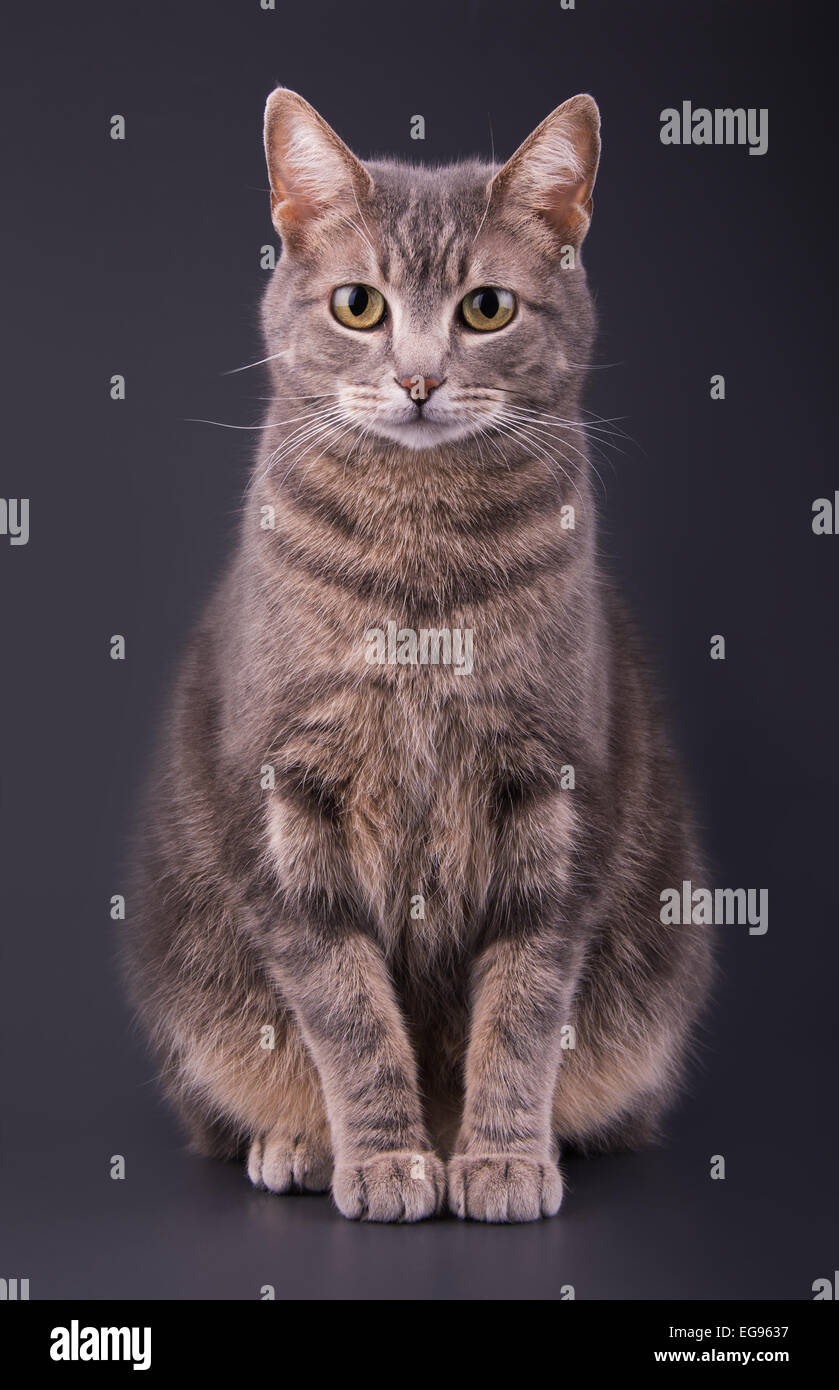 Gato atigrado azul sentado contra el fondo gris oscuro, mirando atentamente el visor Foto de stock