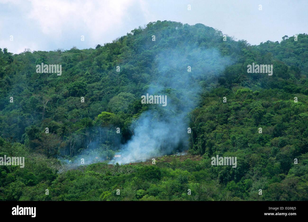 Cultivo Cambiante Con Parche De Selva Tropical Recientemente Despejada 