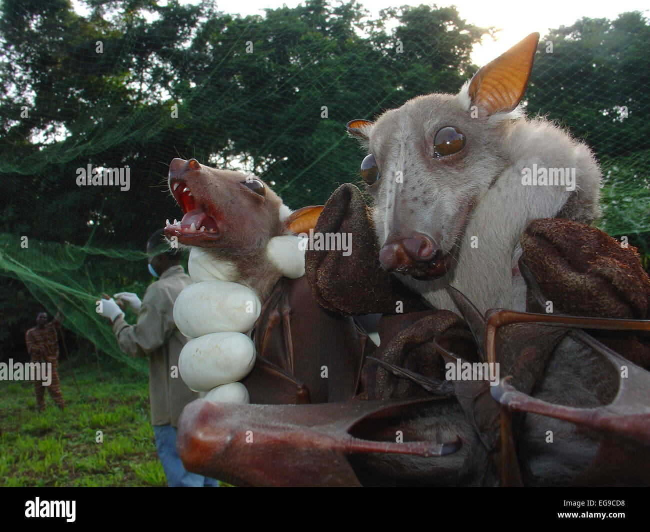 Murciélagos con cabeza de martillo fotografías e imágenes de alta  resolución - Alamy
