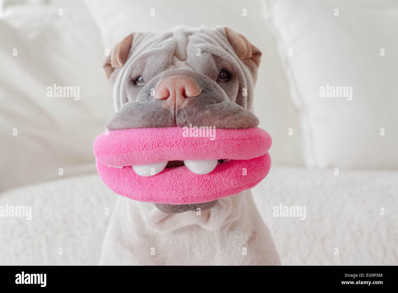 Retrato de Shar-pei perro con boca de juguete Foto de stock