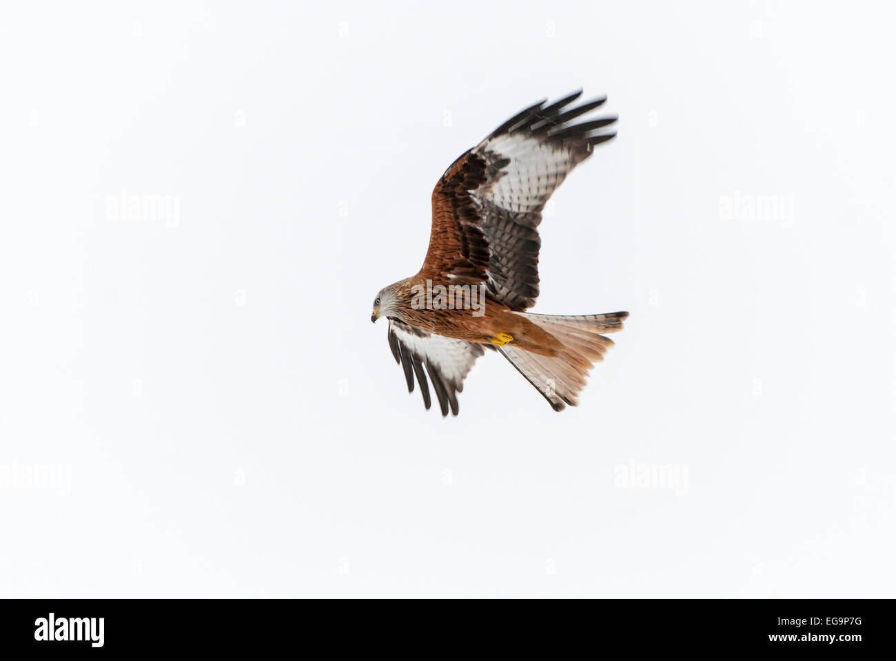 Red Kite en vuelo contra el cielo blanco Foto de stock