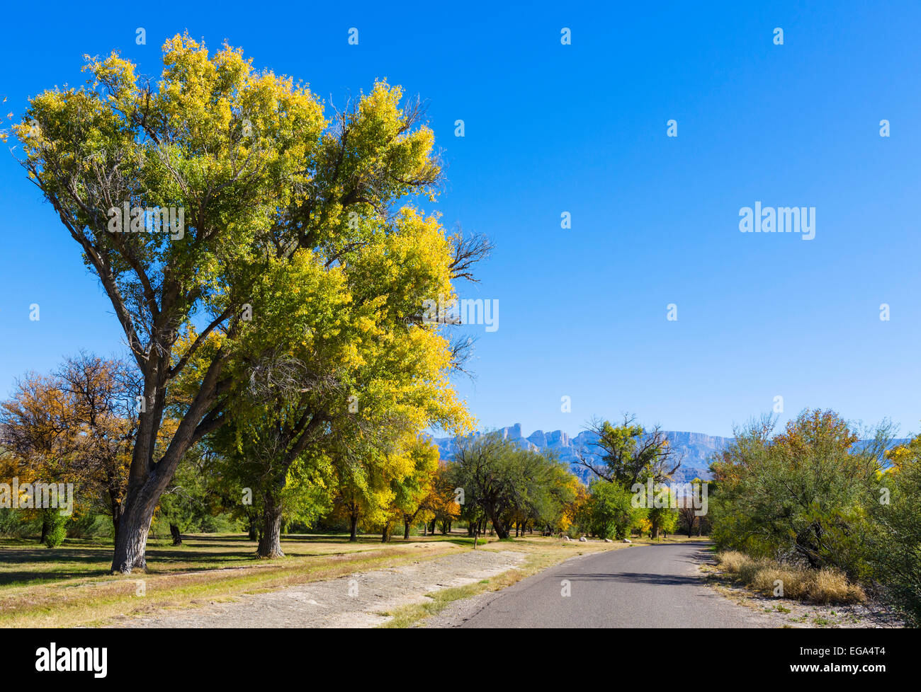 Colores de otoño en una zona de picnic en Rio Grande Village, en el Parque Nacional de Big Bend, Texas, EE.UU. Foto de stock