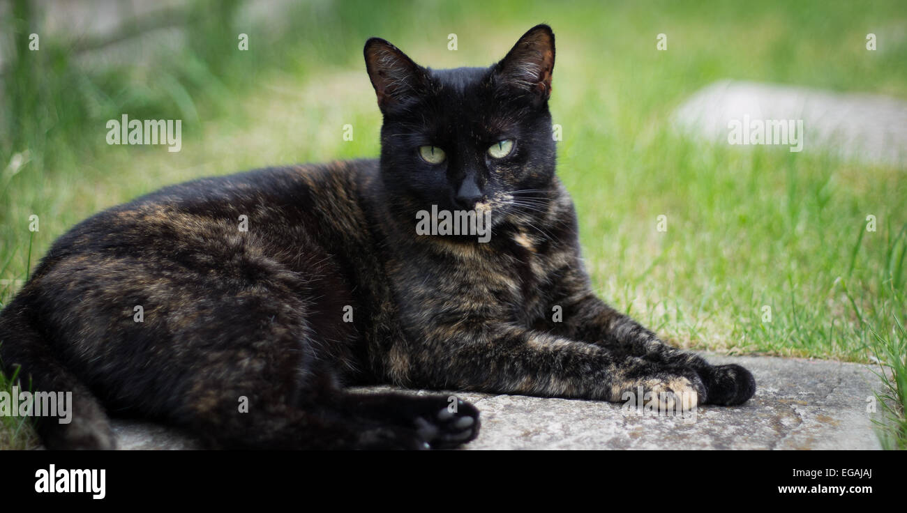 Gato simpático en piedra Foto de stock