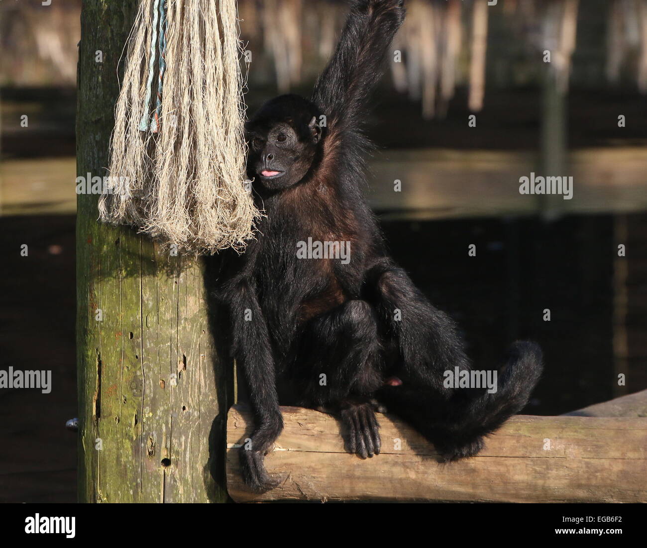 Cabeza negra colombiana mono araña (Ateles fusciceps robustus) en el zoo de Emmen, Países Bajos Foto de stock