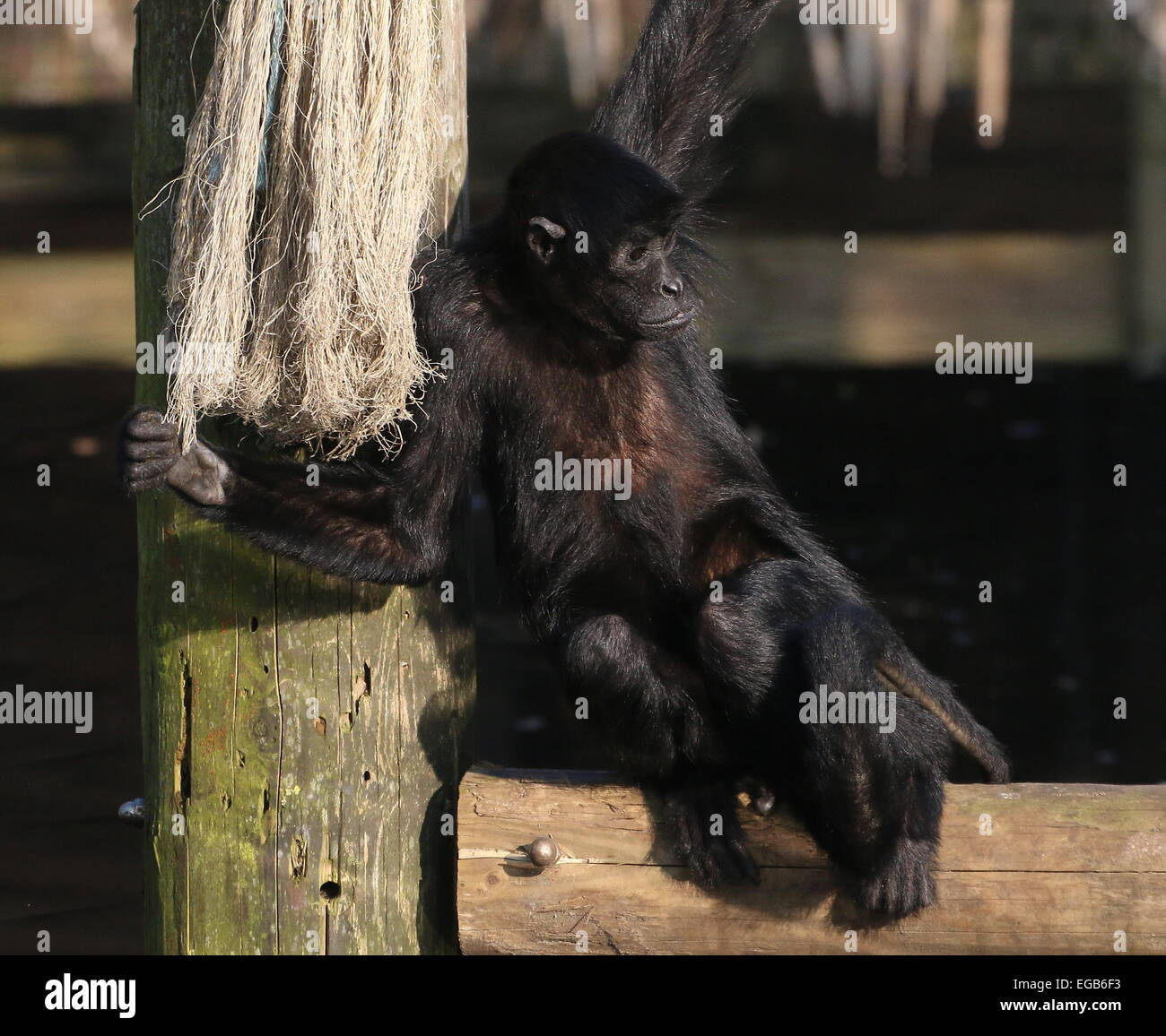 Cabeza negra colombiana mono araña (Ateles fusciceps robustus) en el zoo de Emmen, Países Bajos Foto de stock