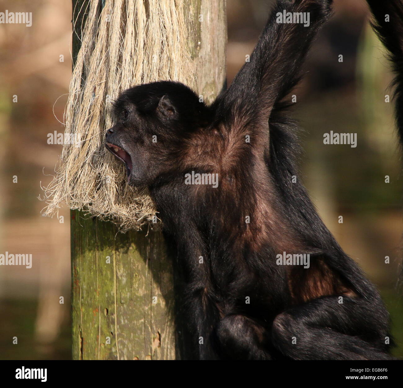 Aullido de cabeza negra colombiana mono araña (Ateles fusciceps robustus) en el zoo de Emmen, Países Bajos Foto de stock